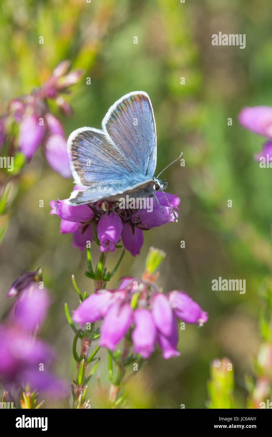Male silver-studded blue butterfly (Plebejus argus) on colourful bell heather (Erica cinerea), UK Stock Photo