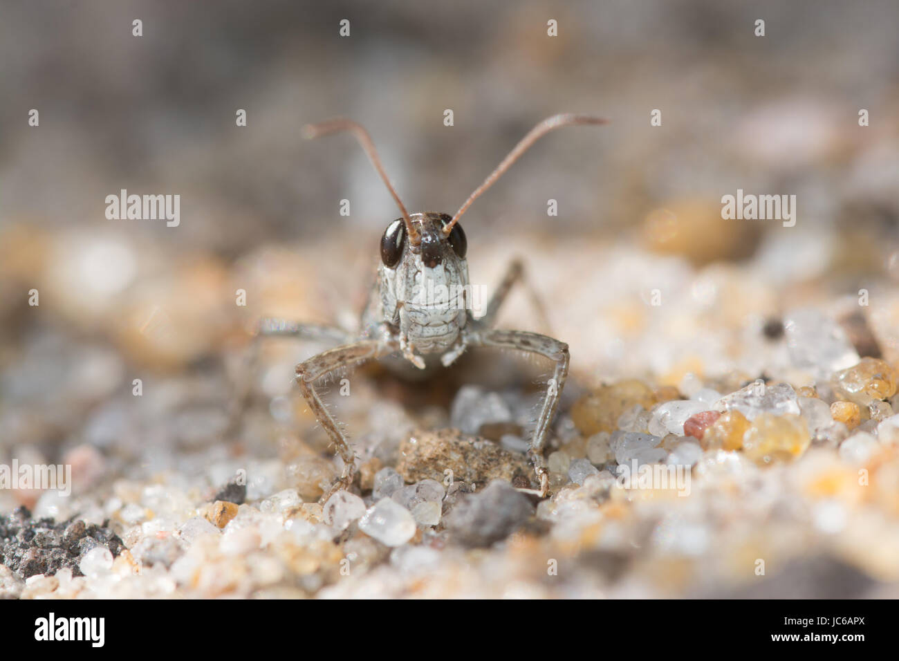 Close-up of grasshopper on sand Stock Photo