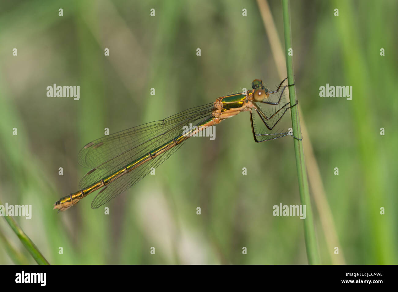 Emerald damselfly (Lestes sponsa) Stock Photo