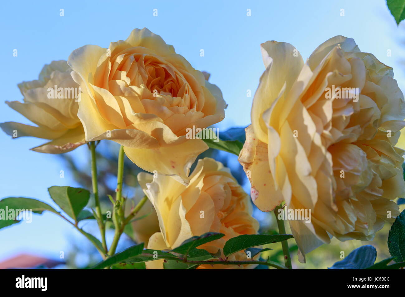 Blooming yellow rose in the garden on a sunny day. David Austin Rose Golden Celebration Stock