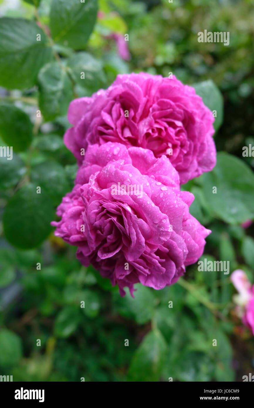 Rosa 'Reine de Violettes' in full bloom after a rain shower Stock Photo