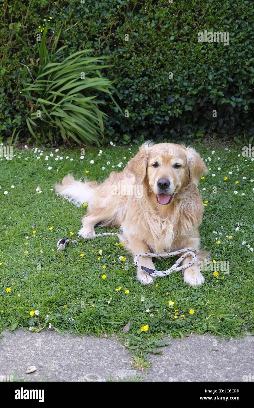 Do Golden Retrievers Need A Big Yard