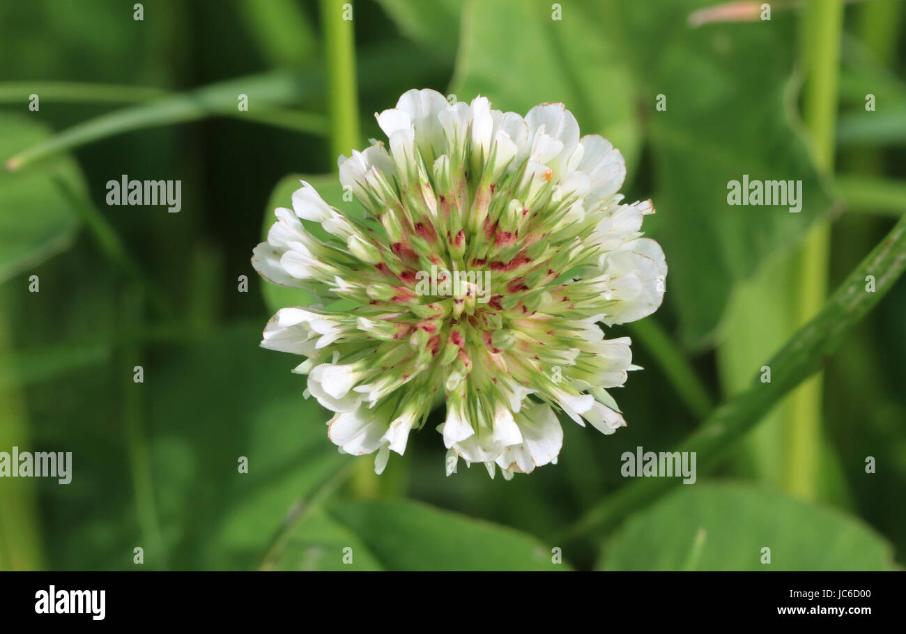 White Clover flower macro - Trifolium Stock Photo
