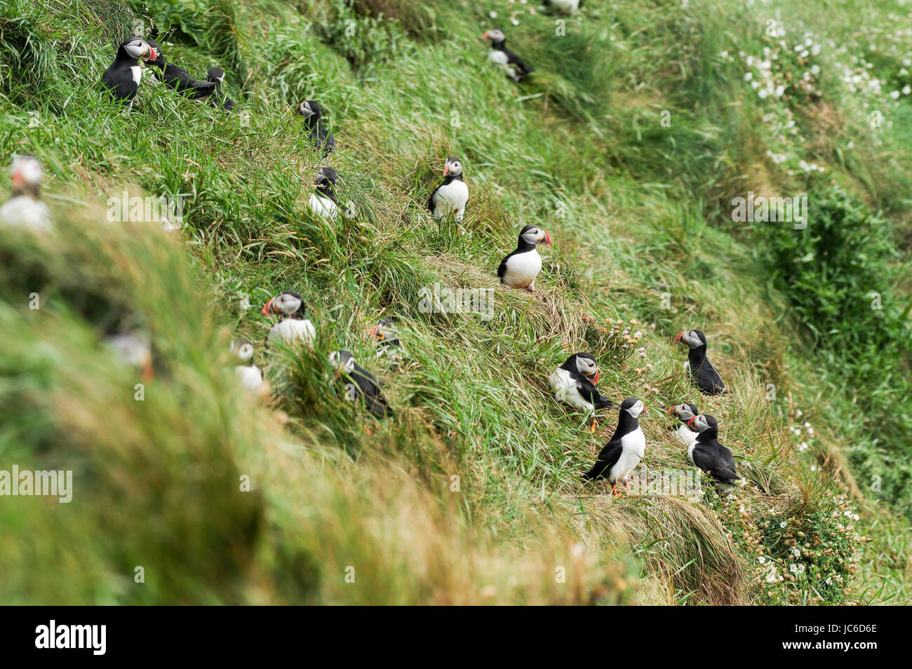 Atlantic puffin colony on Staffa - Isle of Mull, Scotland Stock Photo