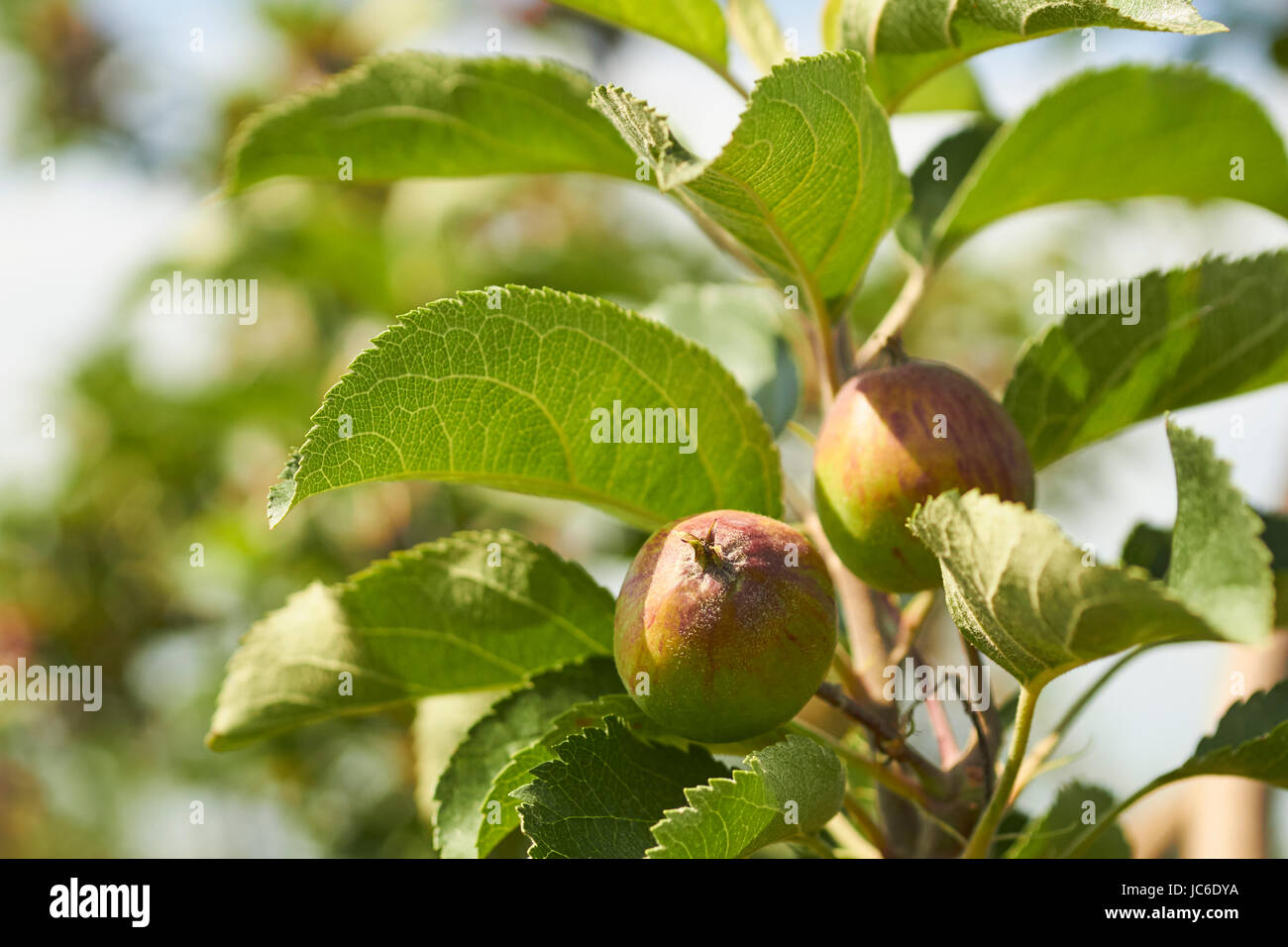 apple orchard in June with budding fruit Stock Photo Alamy