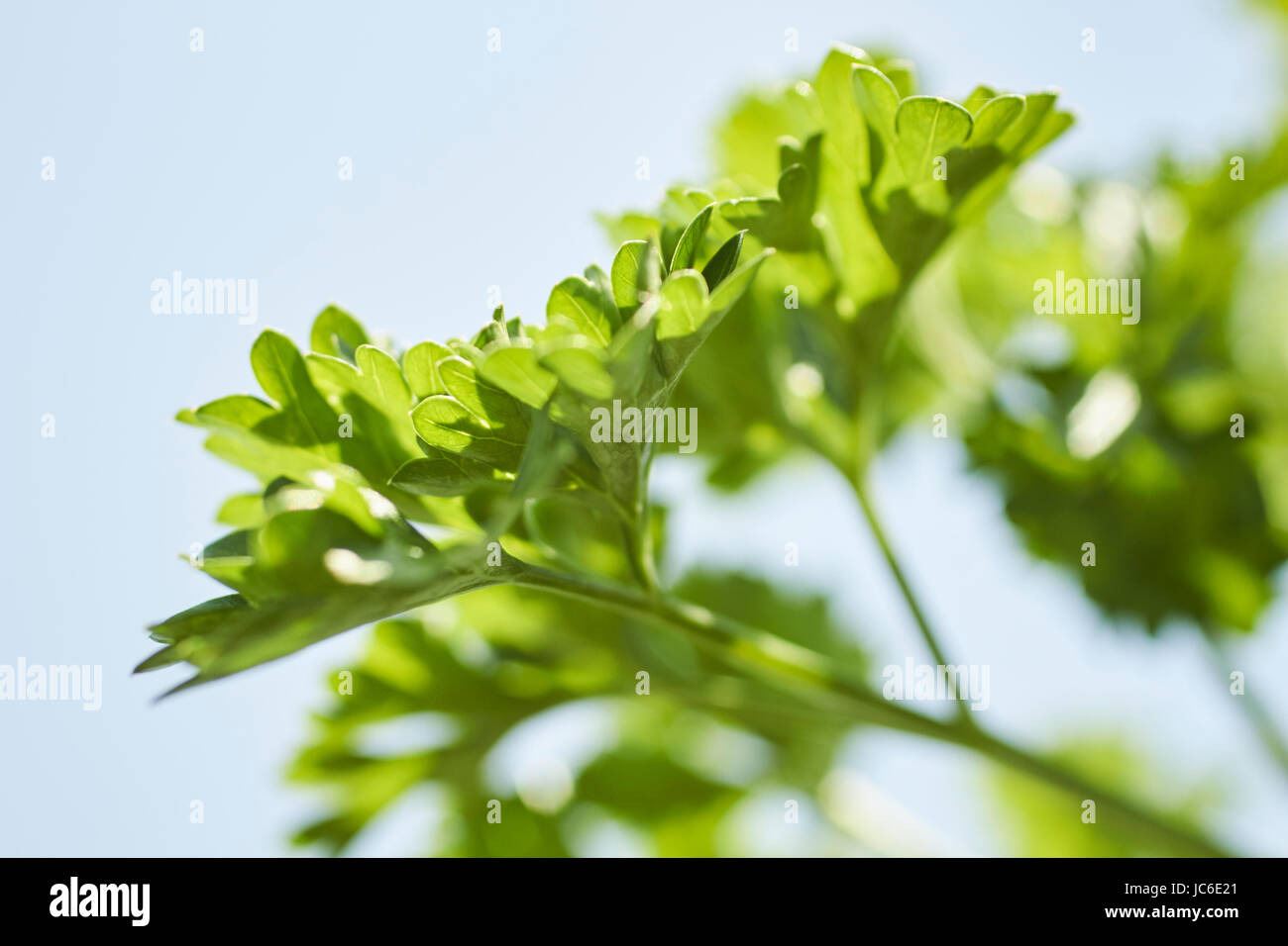 flat leaf parsley growing in a Pennsylvania garden Stock Photo Alamy