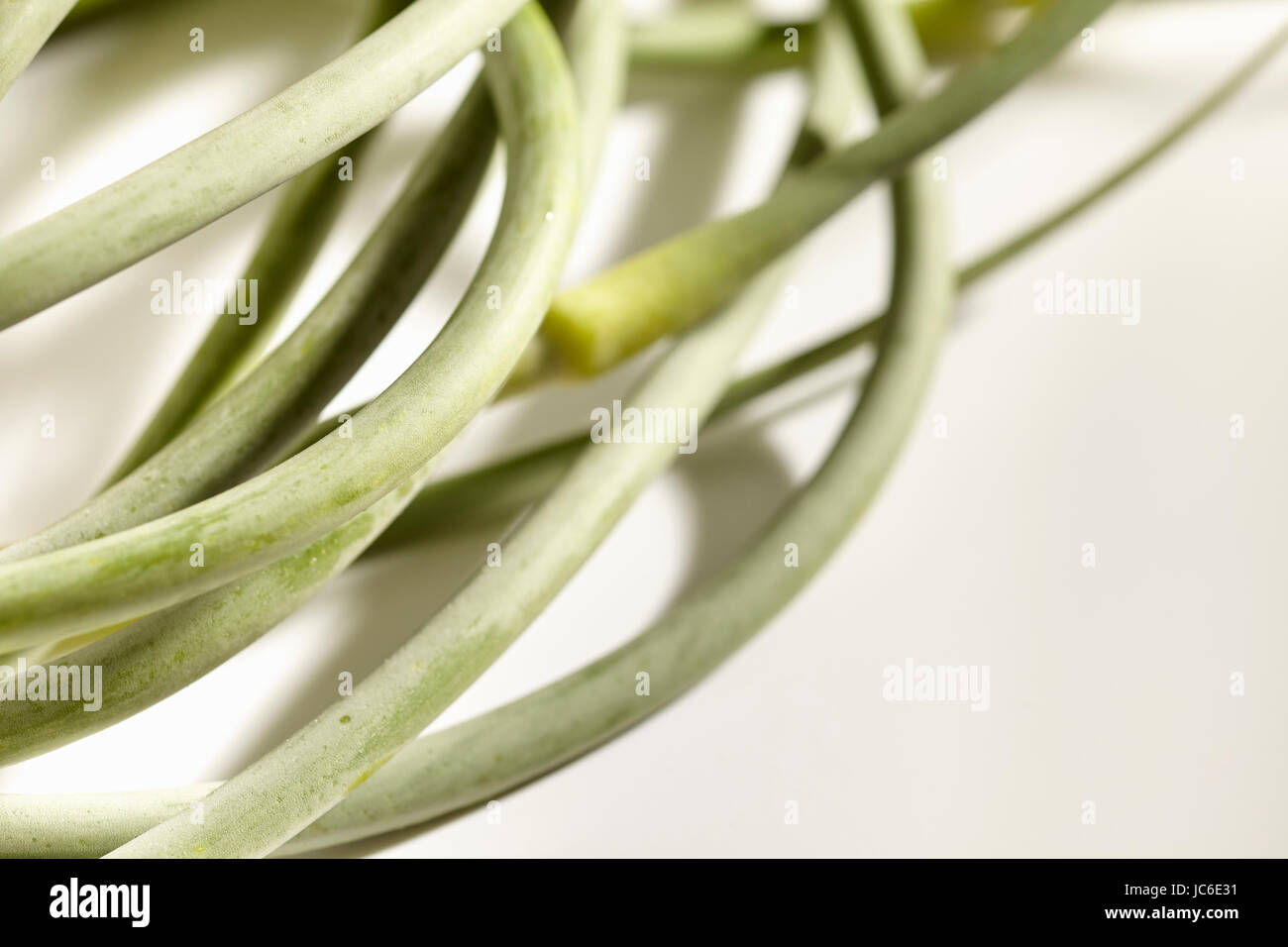 freshly picked garlic scapes from Pennsylvania, USA Stock Photo
