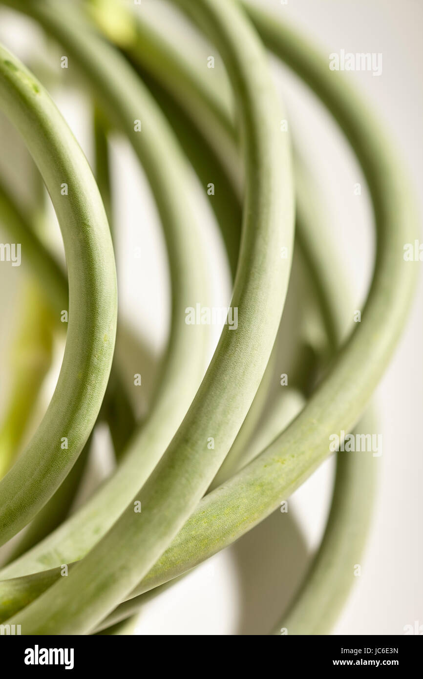 freshly picked garlic scapes from Pennsylvania, USA Stock Photo