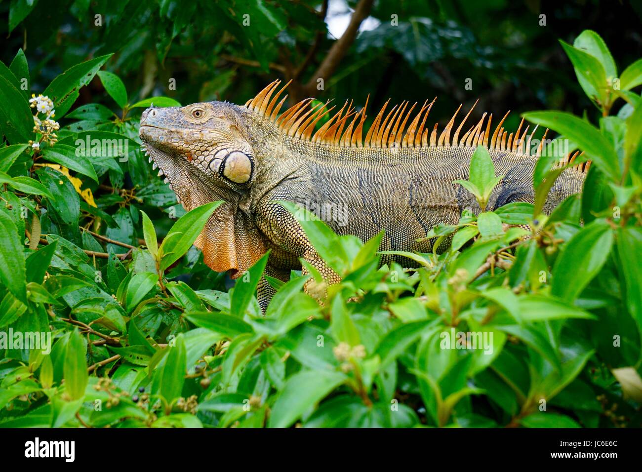 male-iguana-turning-orange-in-mating-season-stock-photo-alamy