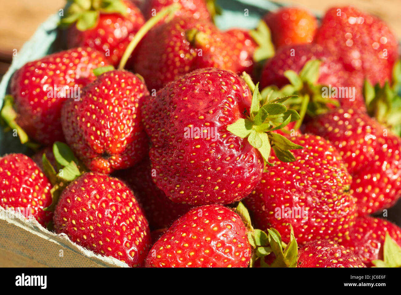 a quart of freshly picked strawberries out in the sunshine Stock Photo