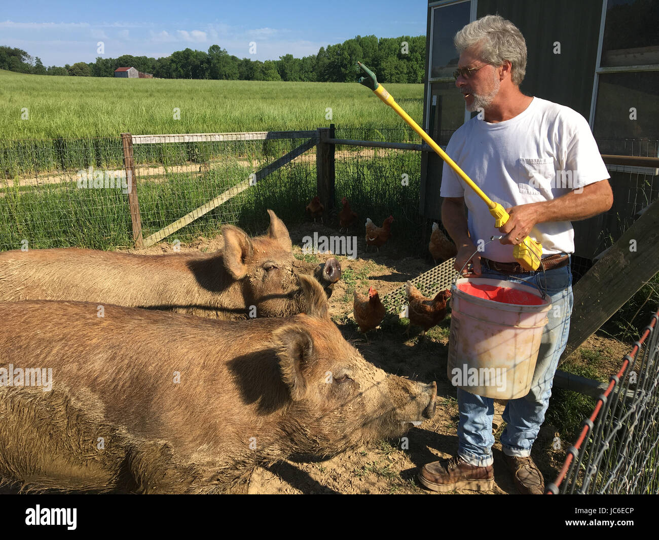 Farmer hold a bucket of food and electric prodder as he feeds his pigs. Stock Photo
