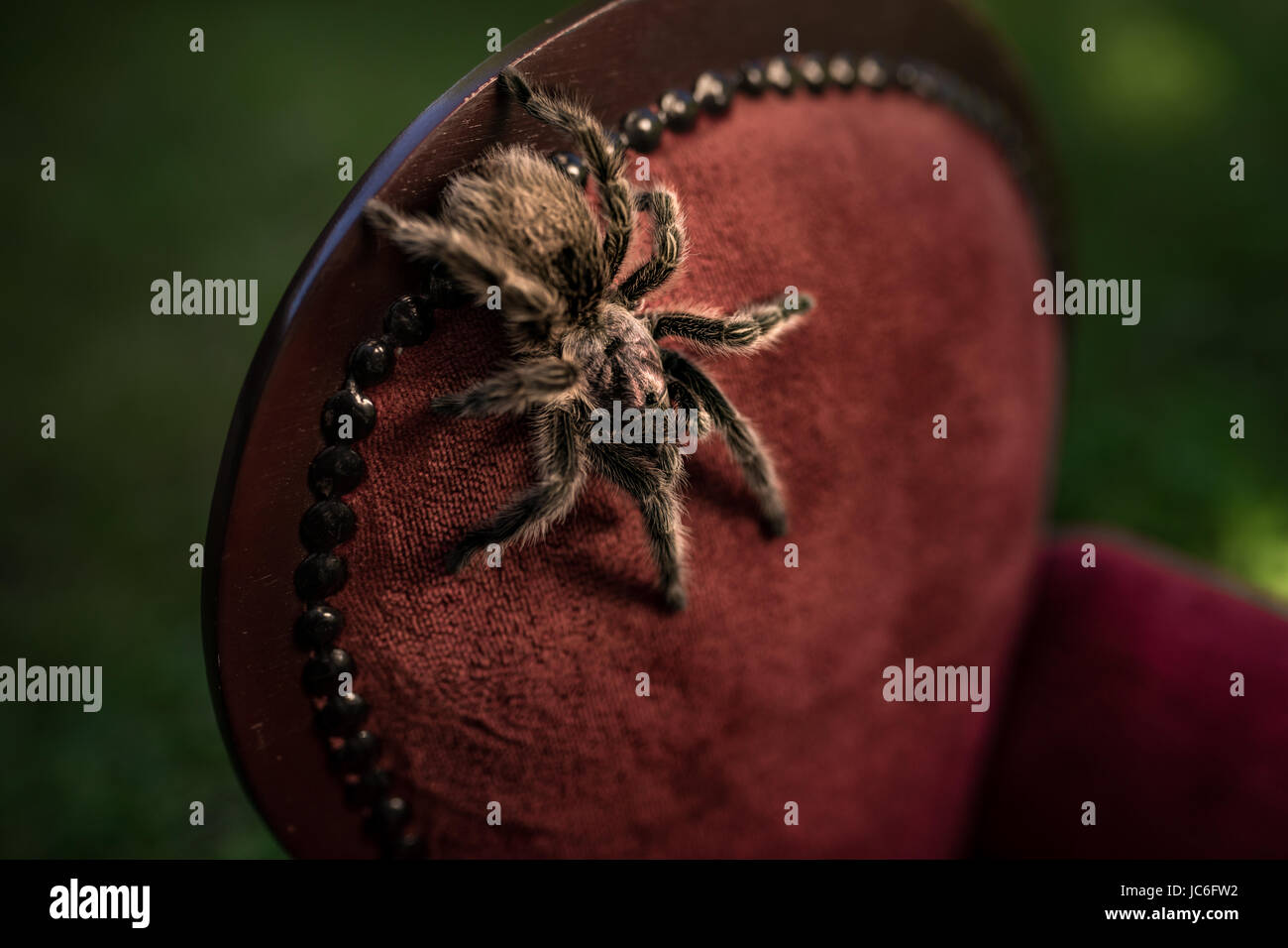 Bird Spider Grammostola Porterie - Vogelspinne auf mini Sessel - on mini armchair Stock Photo