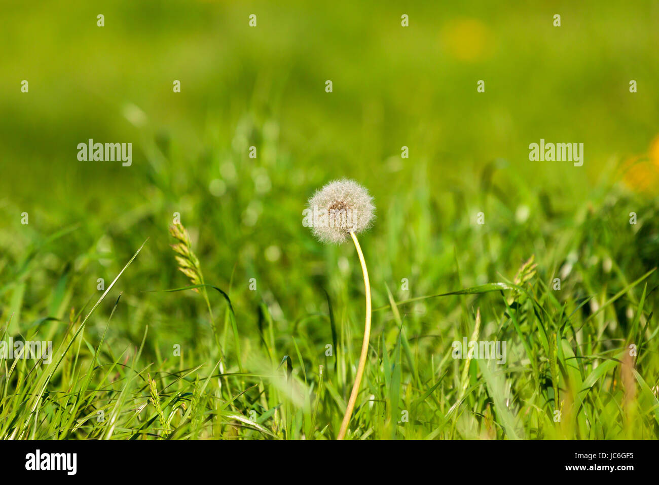 dandelion flower over green summer grass background Stock Photo