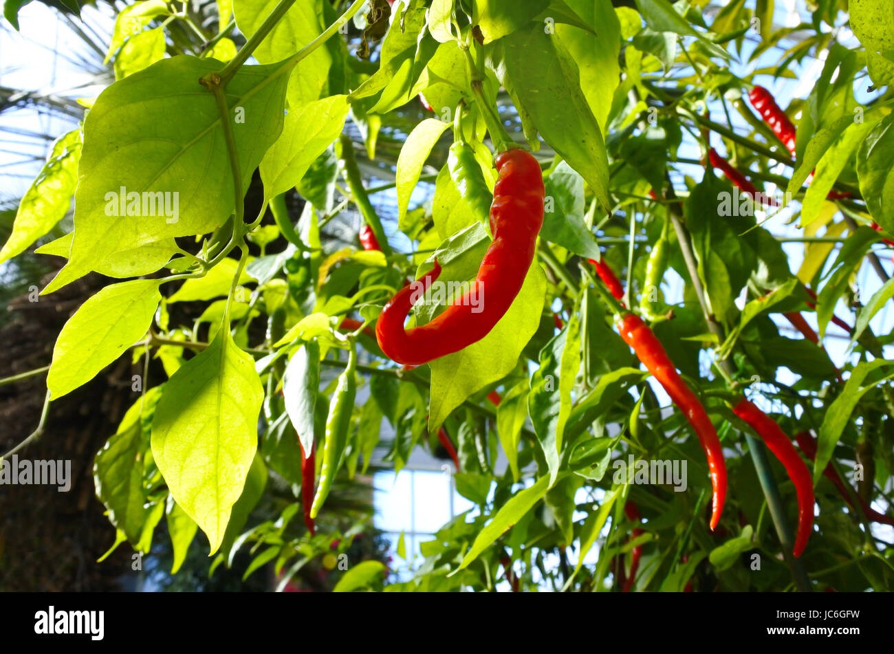 Chilli Heat Scale High Resolution Stock Photography and Images Alamy