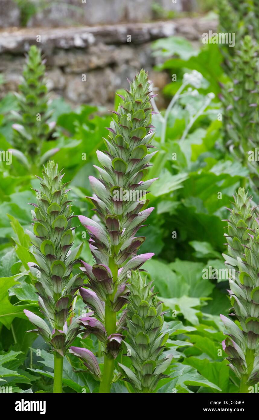 Acanthus mollis 07 Stock Photo - Alamy