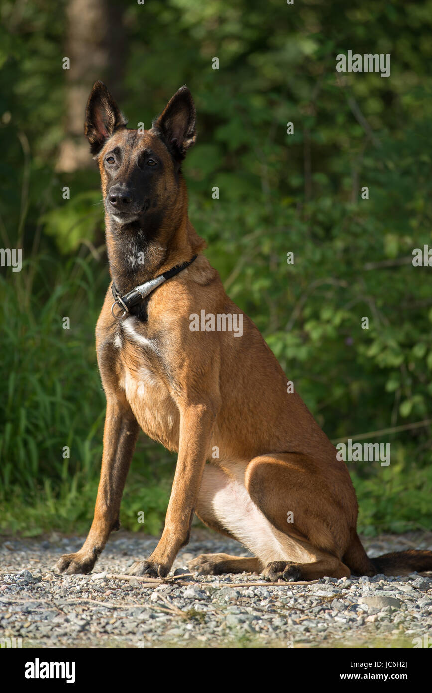 schutzhund malinois