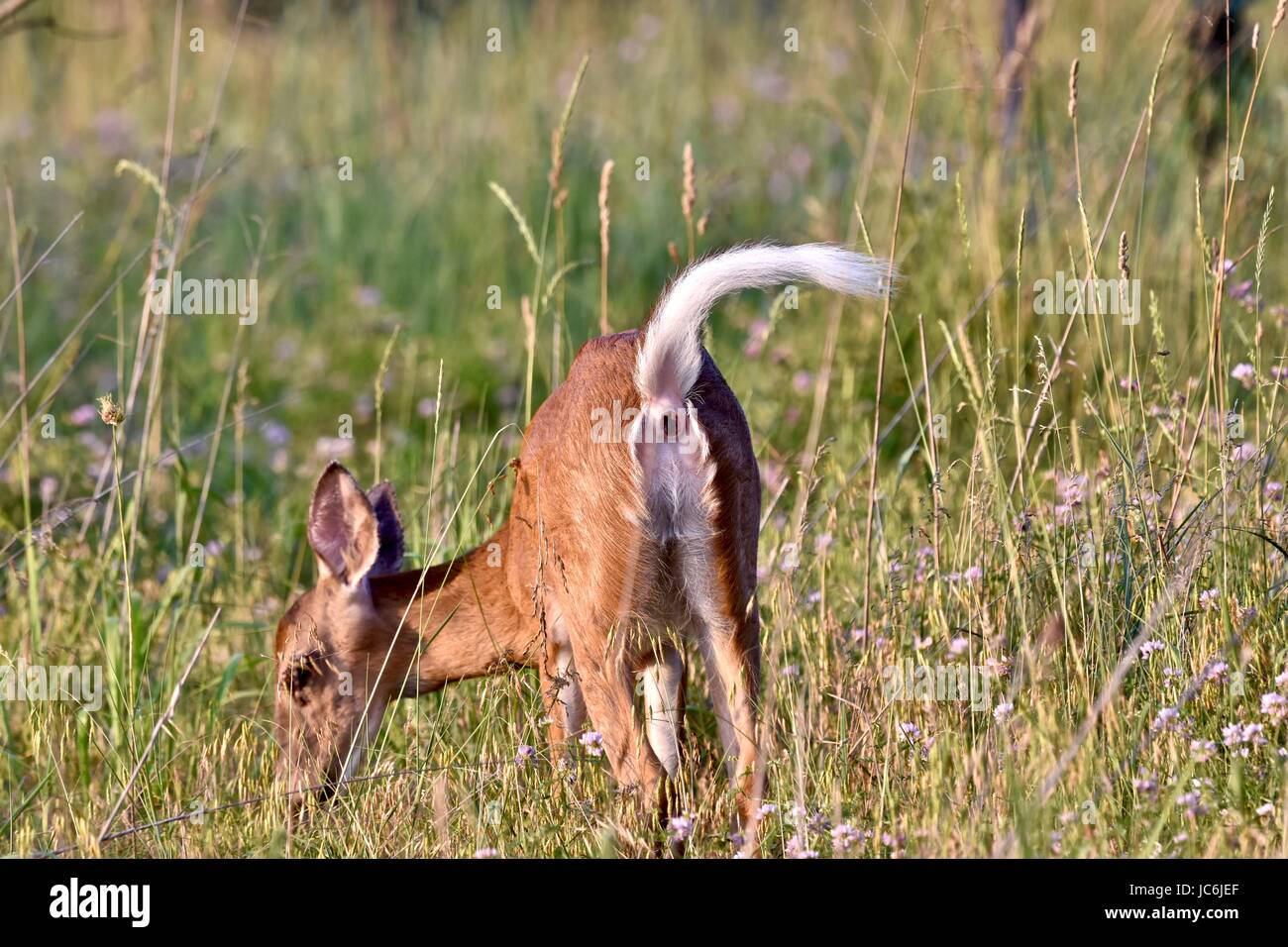 Pooping hi-res stock photography and images - Alamy