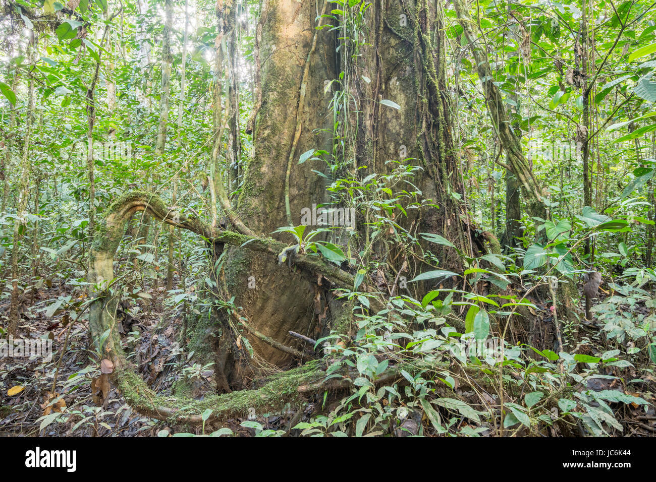 Large tree in pristine rainforest in the Ecuadorian Amazon with a