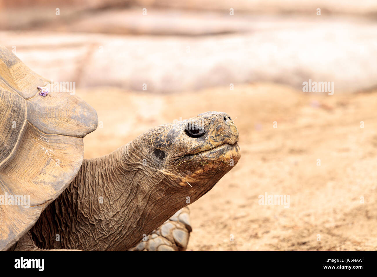Sierra Negra Tortoise Chelonoidis nigra guntheri is part of the Galapagos Island giant tortoises. Stock Photo