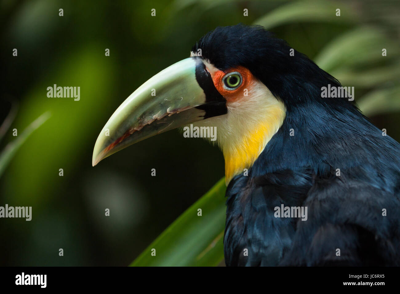 Colorful bird: Green-billed toucan (Ramphastos dicolorus), or red-breasted toucan. Stock Photo