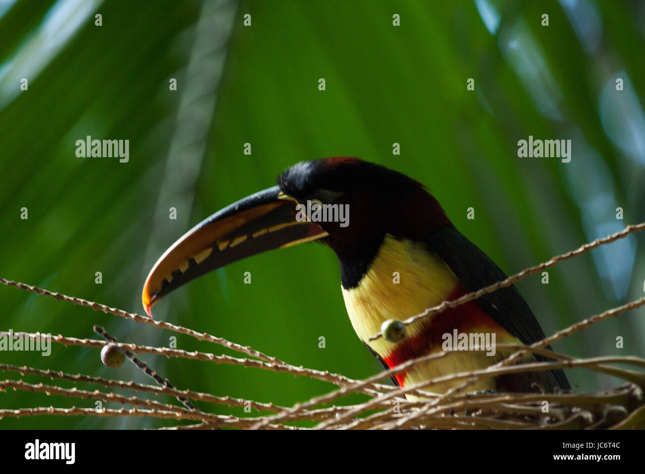 Colorful bird: Green-billed toucan (Ramphastos dicolorus), or red-breasted toucan. Stock Photo