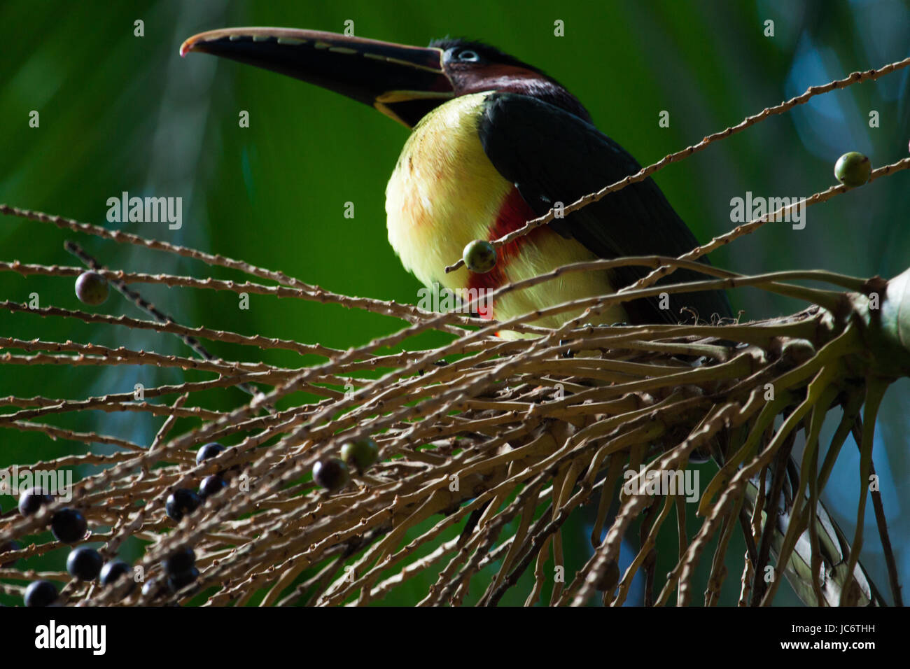 Colorful bird: Green-billed toucan (Ramphastos dicolorus), or red-breasted toucan. Stock Photo
