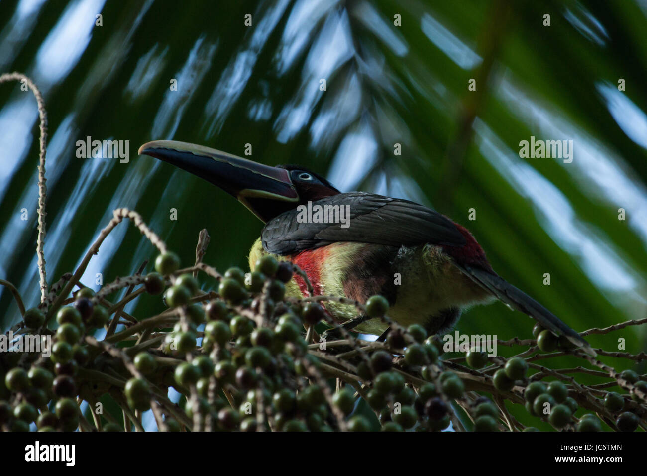 Colorful bird: Green-billed toucan (Ramphastos dicolorus), or red-breasted toucan. Stock Photo