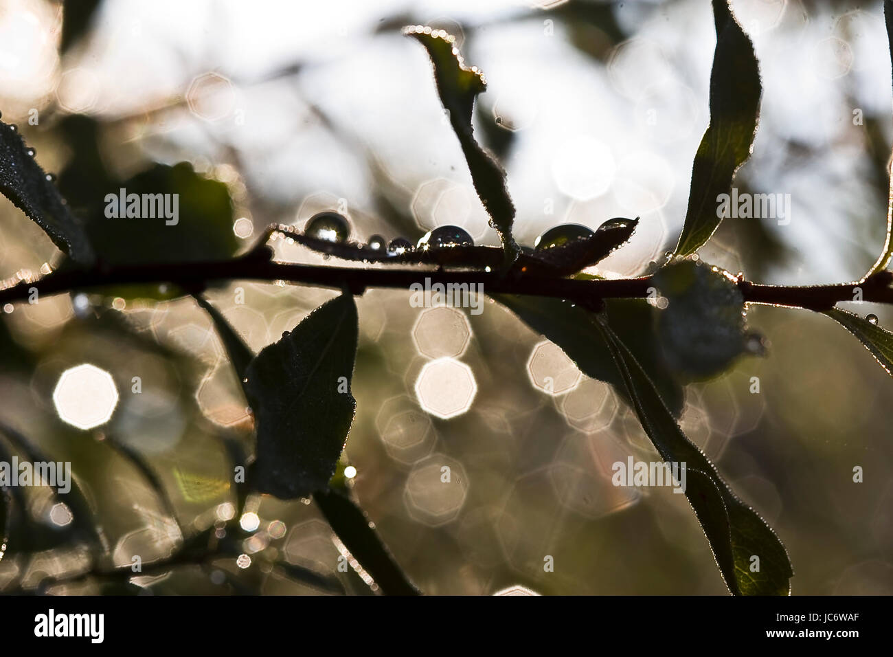 morning sun gardens Stock Photo Alamy
