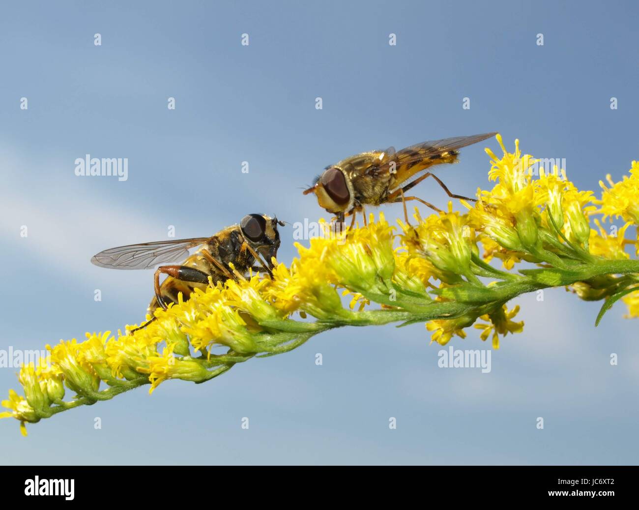 hoverflies Stock Photo