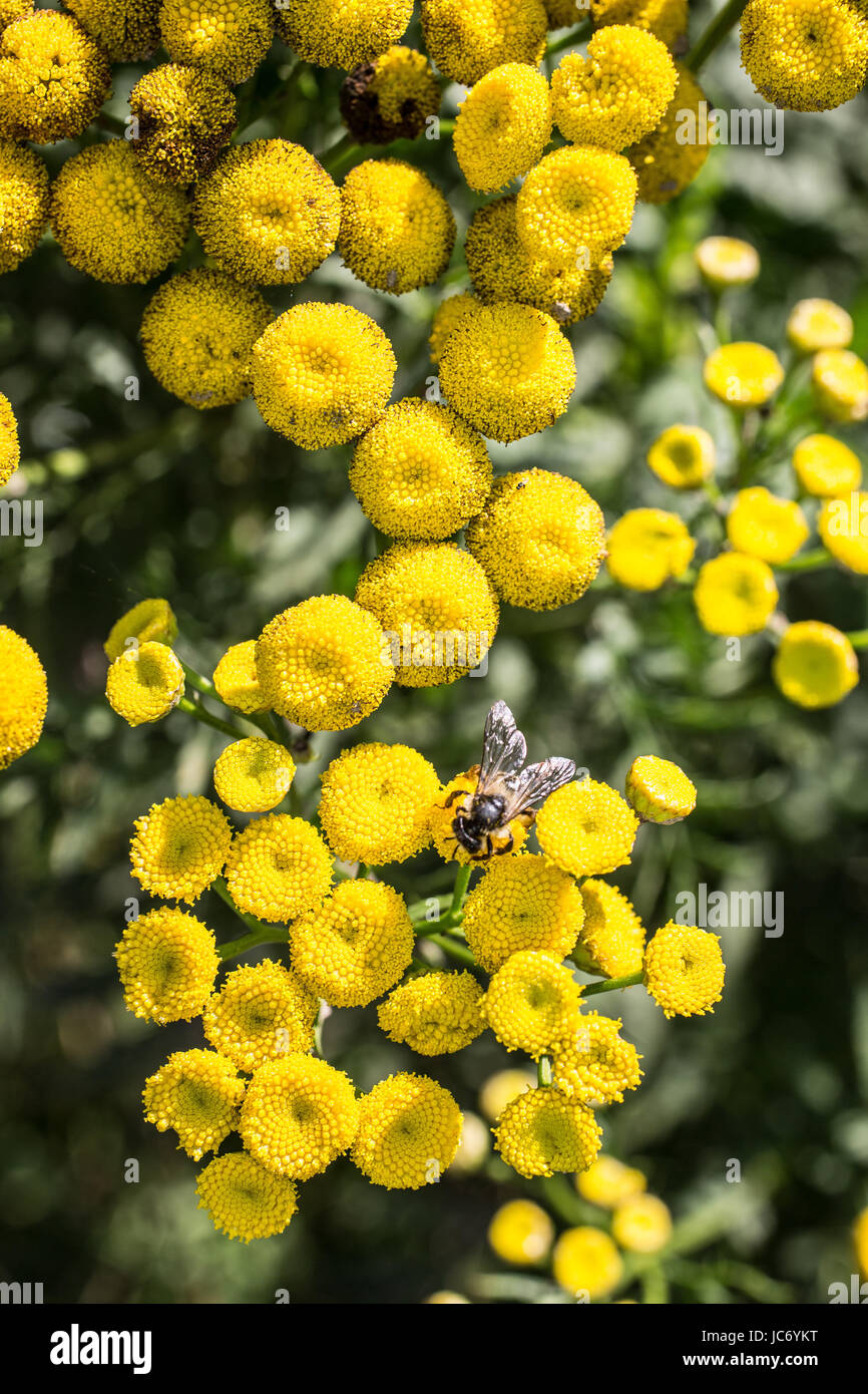 Jakobskraut mit Biene Stock Photo