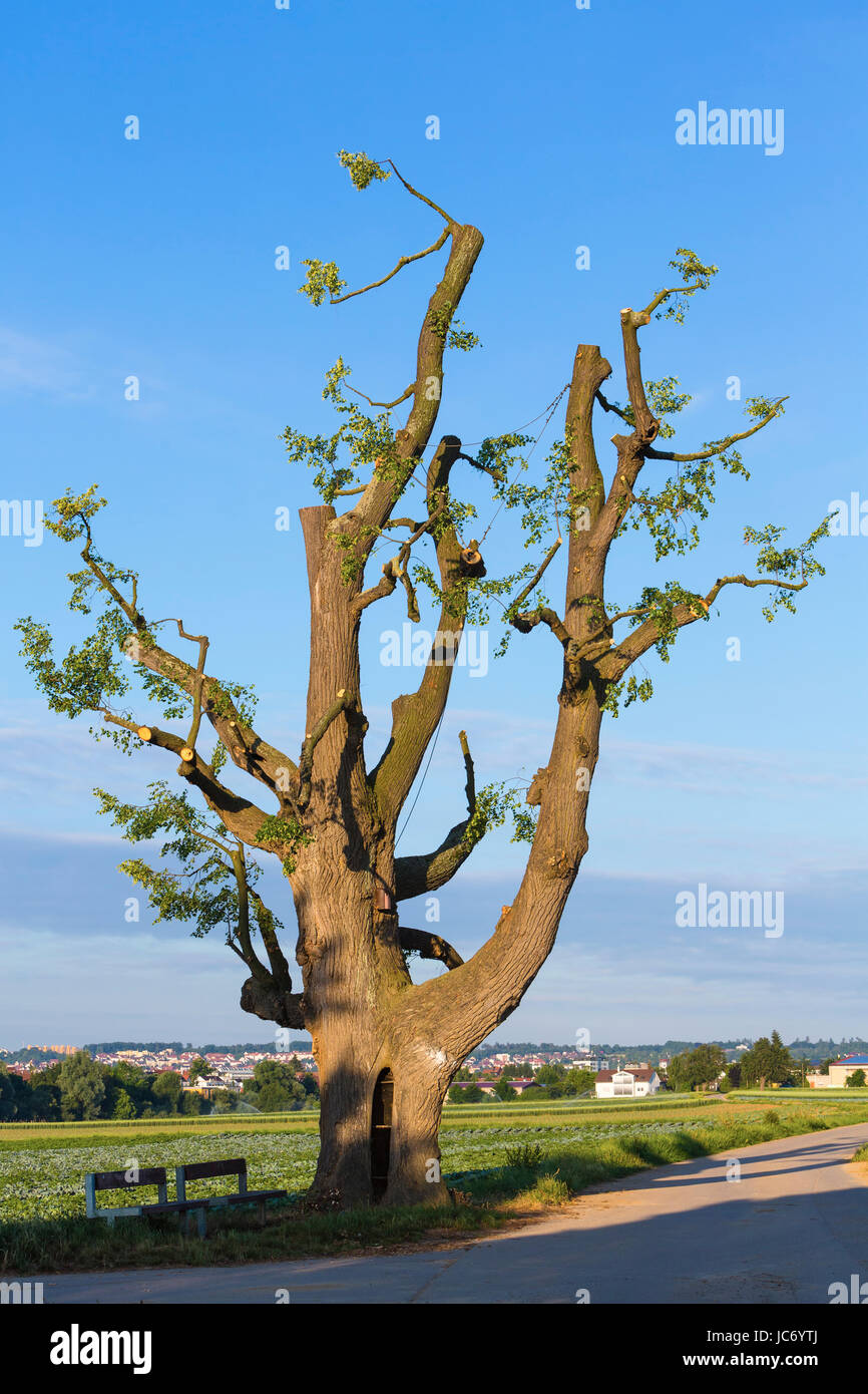 alter großer Lindenbaum mit geschnittenen Ästen Stock Photo