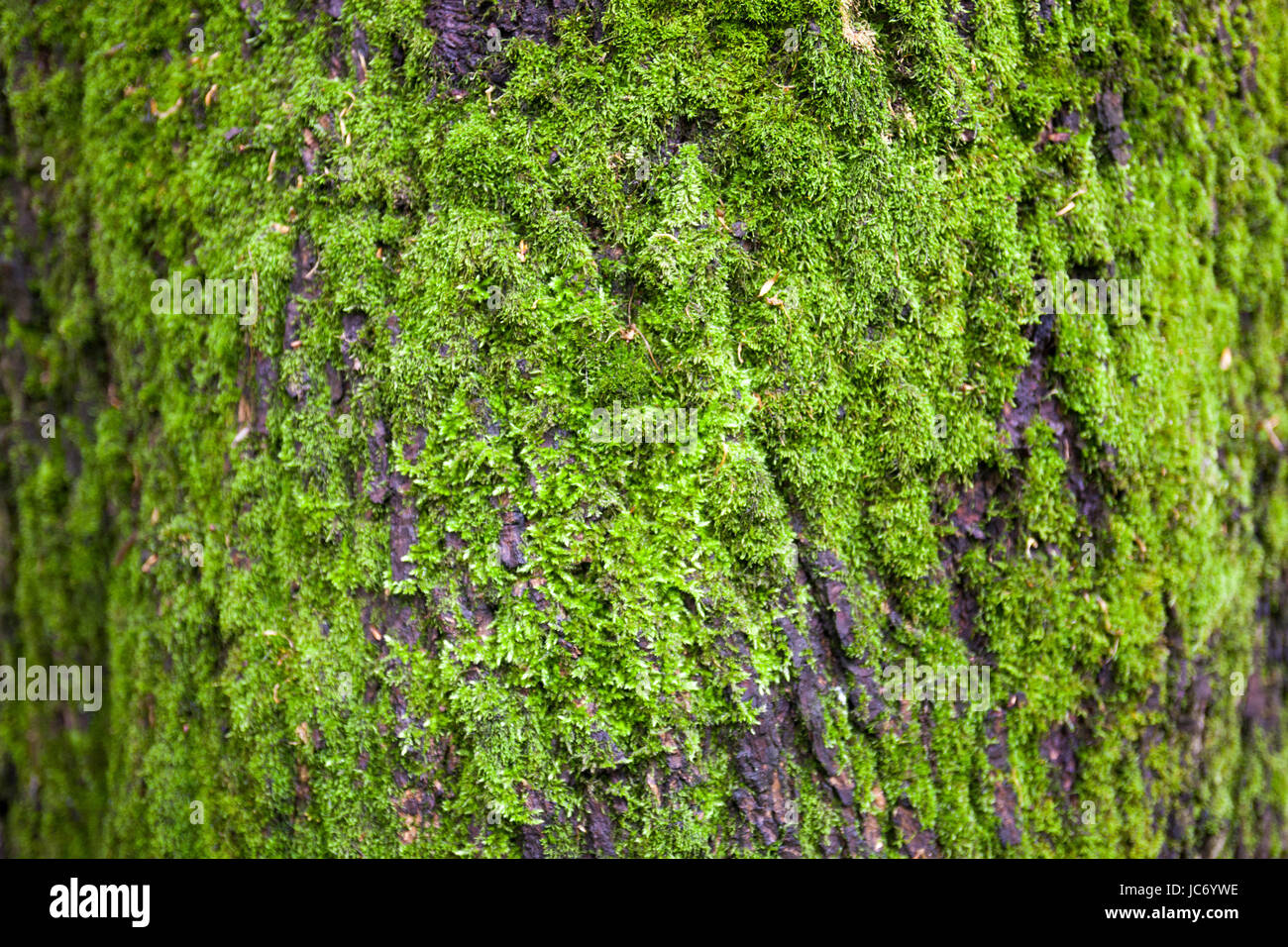 Close up of the tree bark overgrown with moss Stock Photo