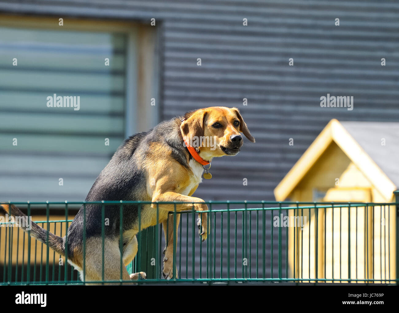dog climbs over the fence Stock Photo