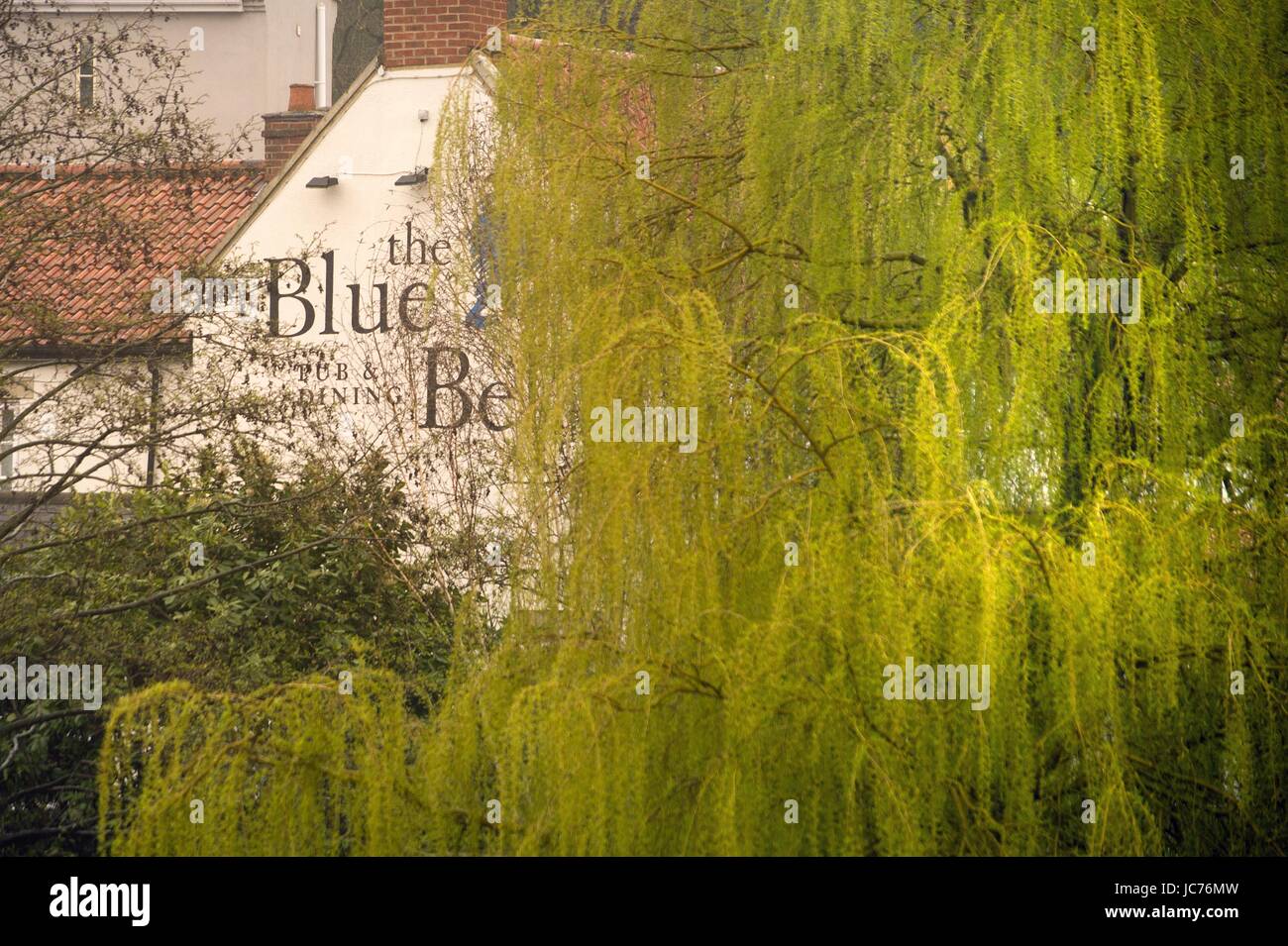 Weeping Willow next to The Blue Bell pub, Yarm Stock Photo