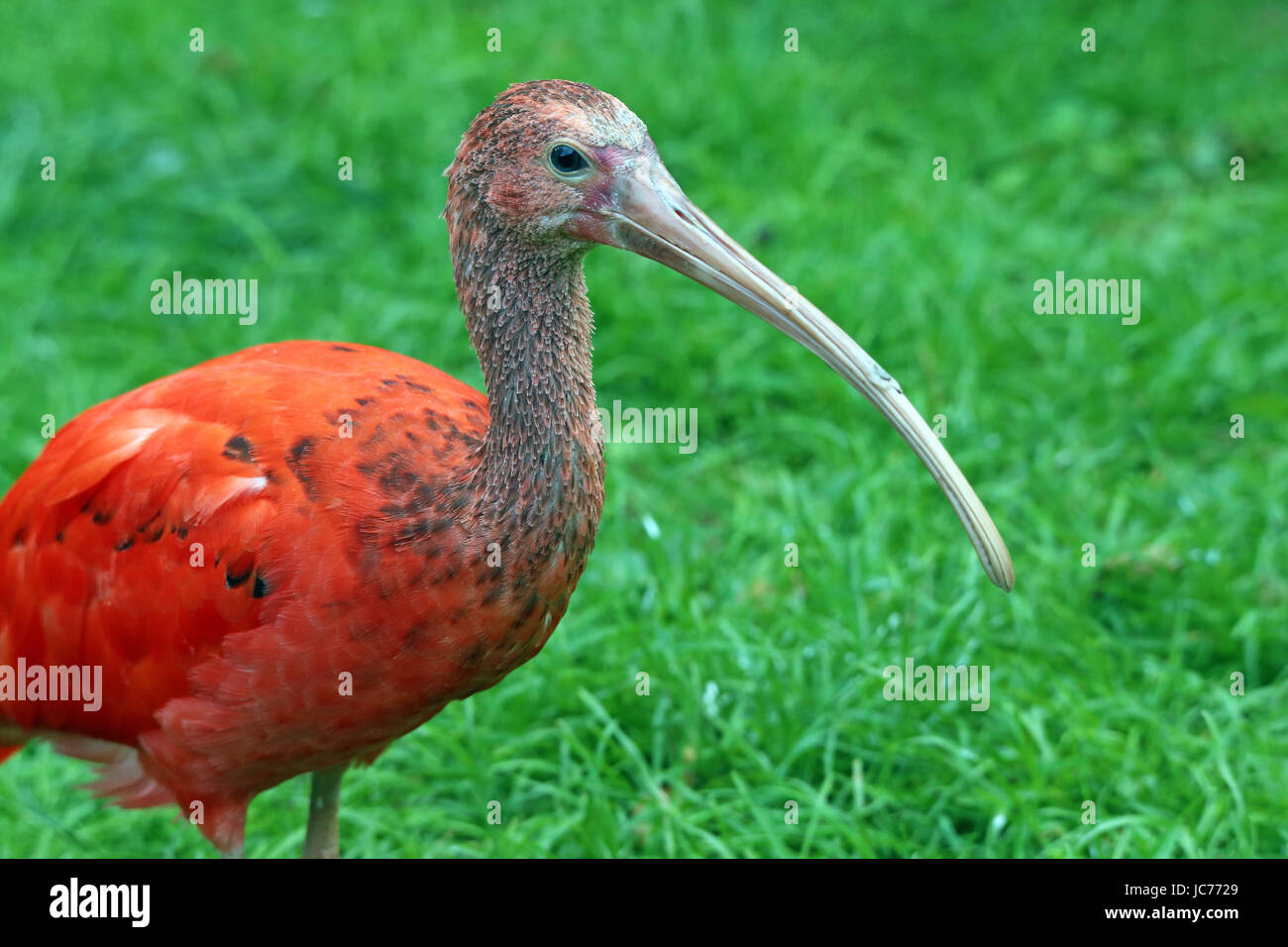 scarlet red red Stock Photo - Alamy