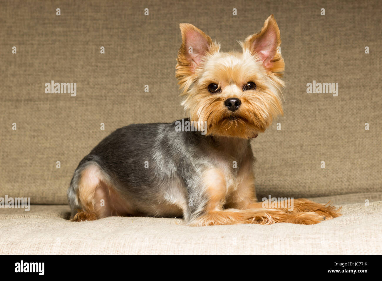 Yorkshire Terrier Haircut Stock Photos Yorkshire Terrier
