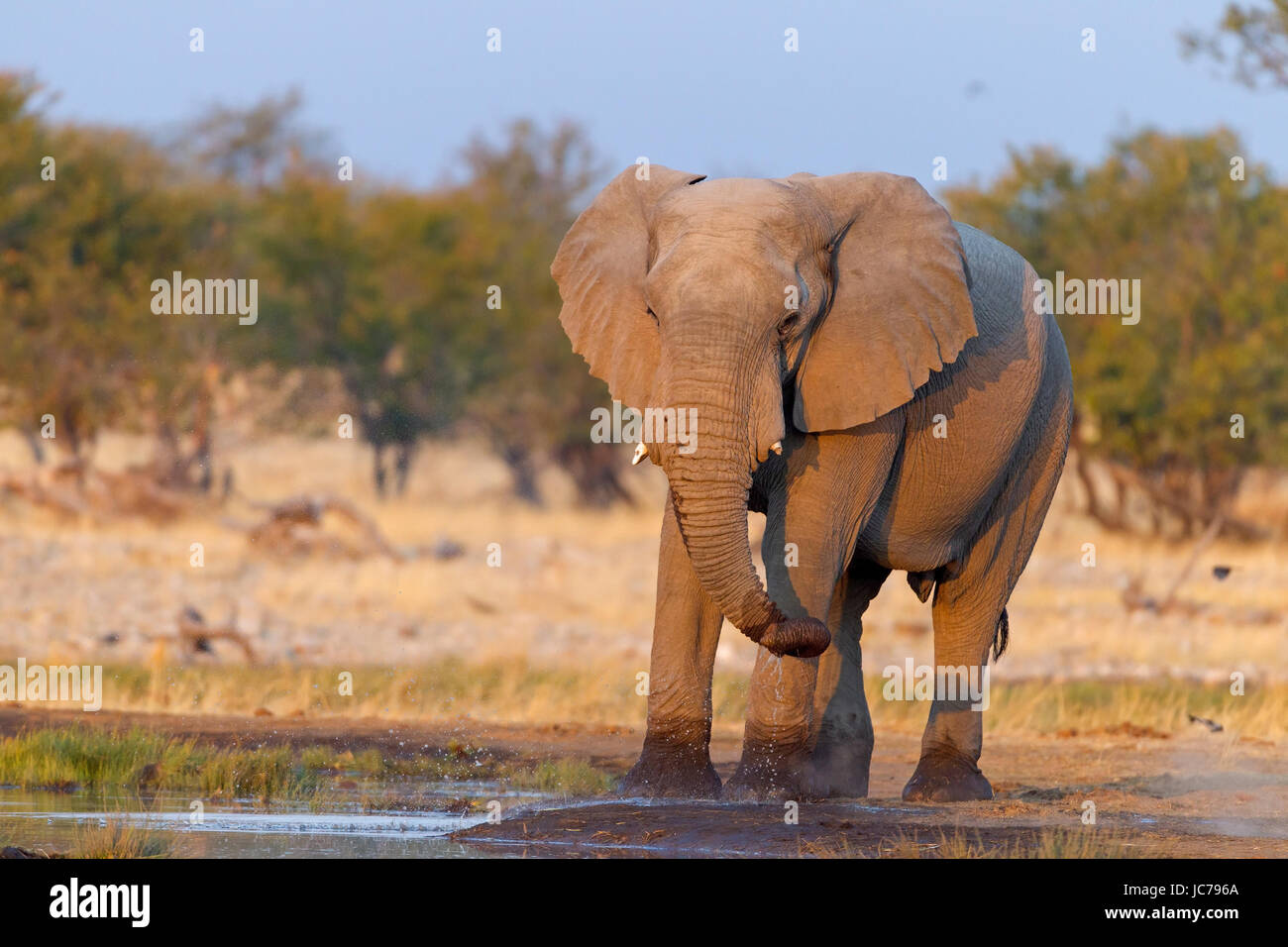 African Bush Elephant, African Savanna Elephant Stock Photo - Alamy