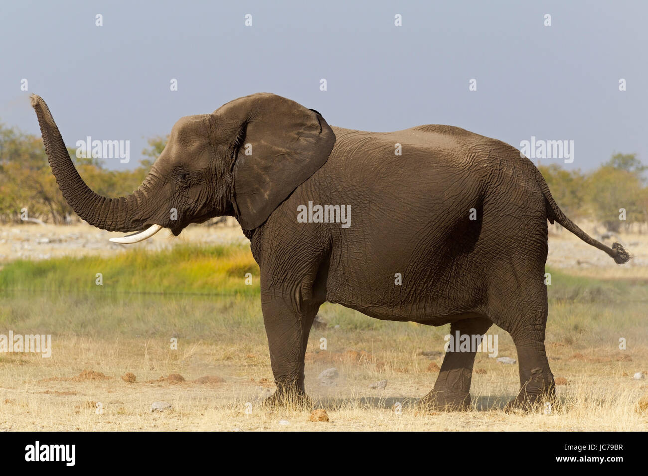 African Bush Elephant, African Savanna Elephant Stock Photo