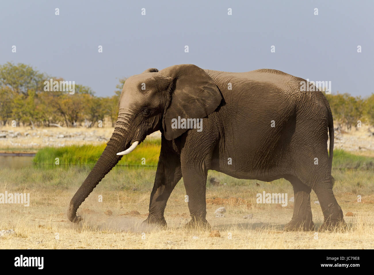 African Bush Elephant, African Savanna Elephant Stock Photo - Alamy