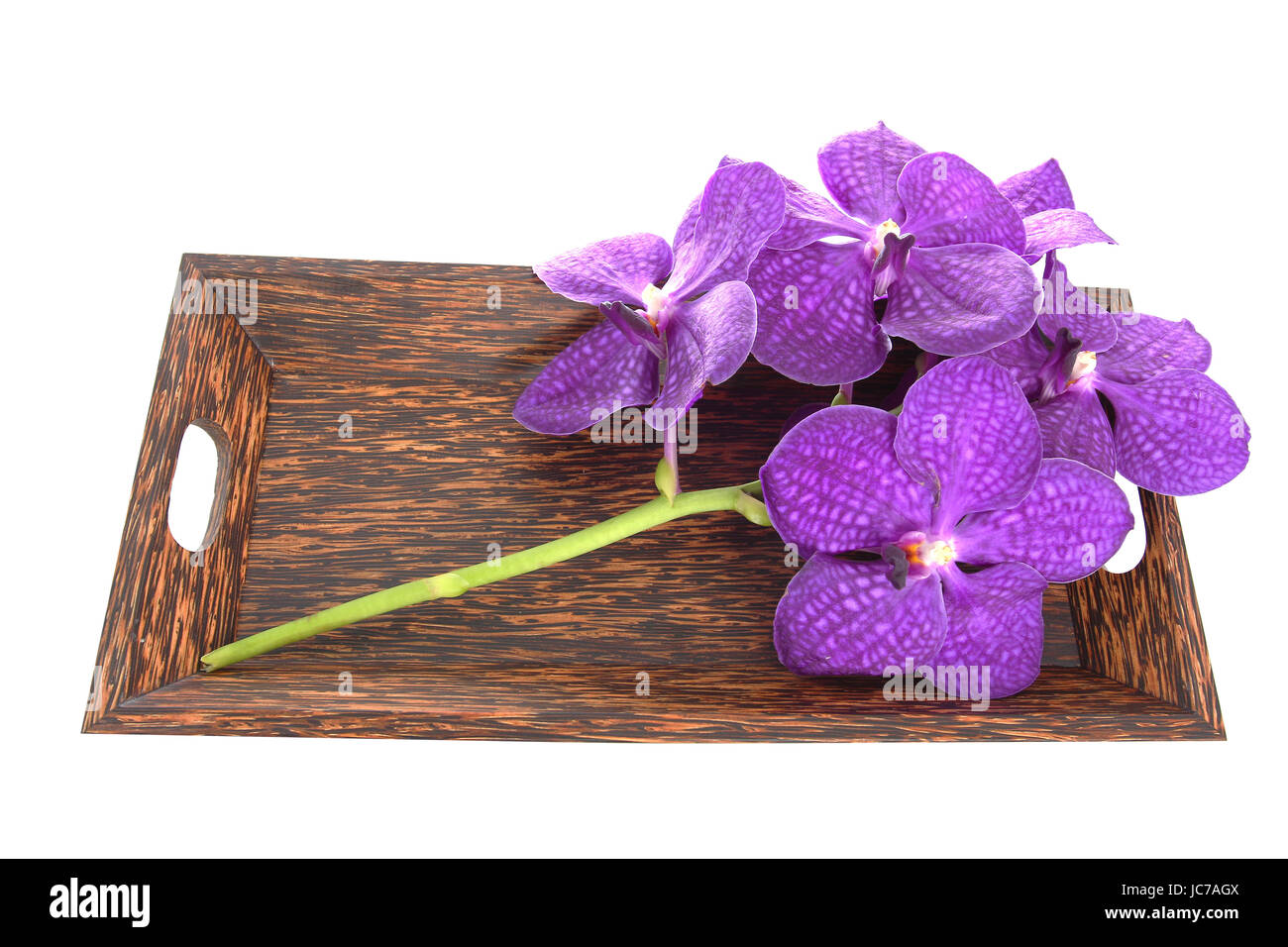 purple orchid flower isolate on white background Stock Photo