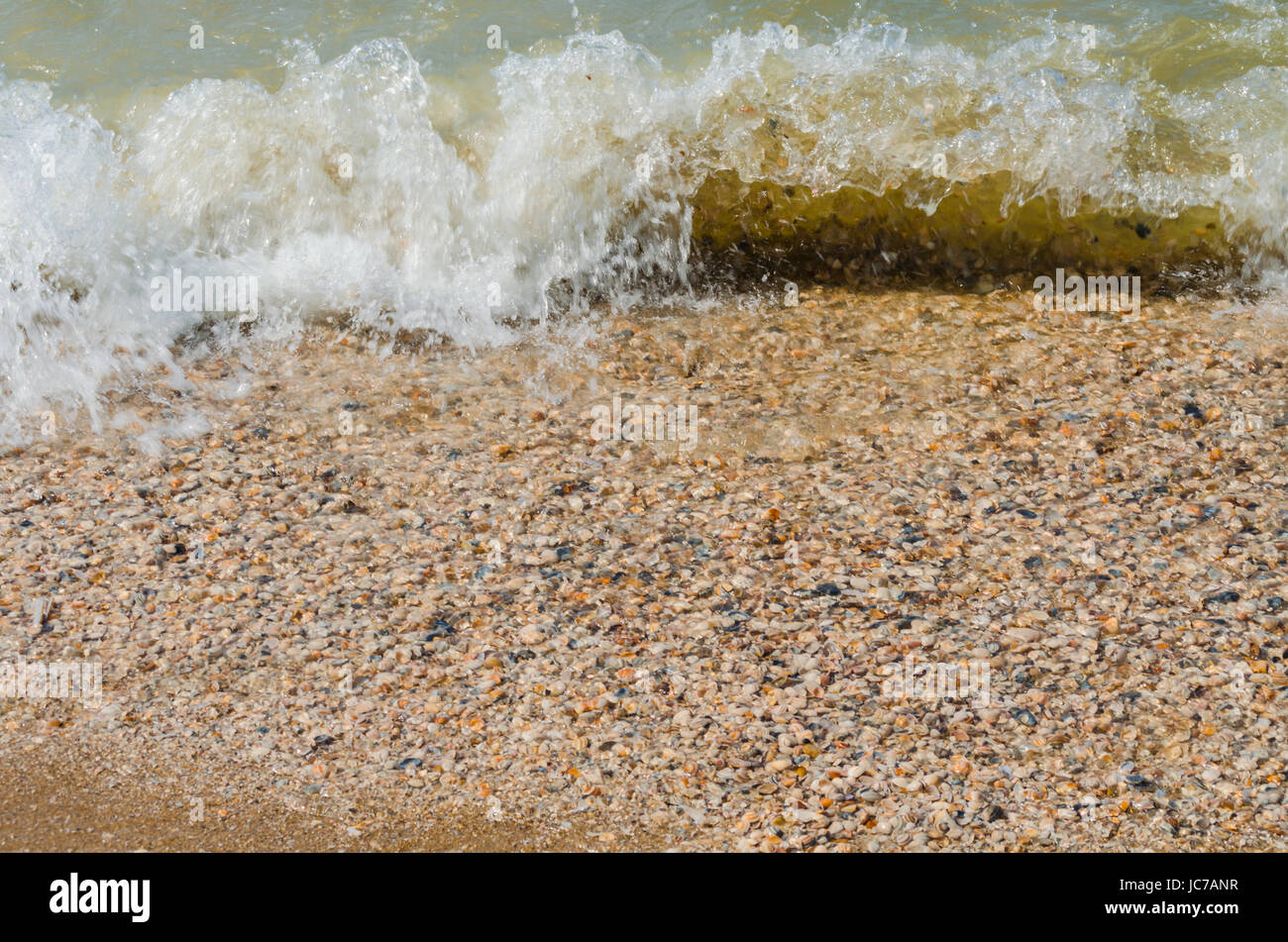 Nahaufnahme diverser Muscheln  die an den Strand gespült wurden. Von oben fotografiert. Stock Photo