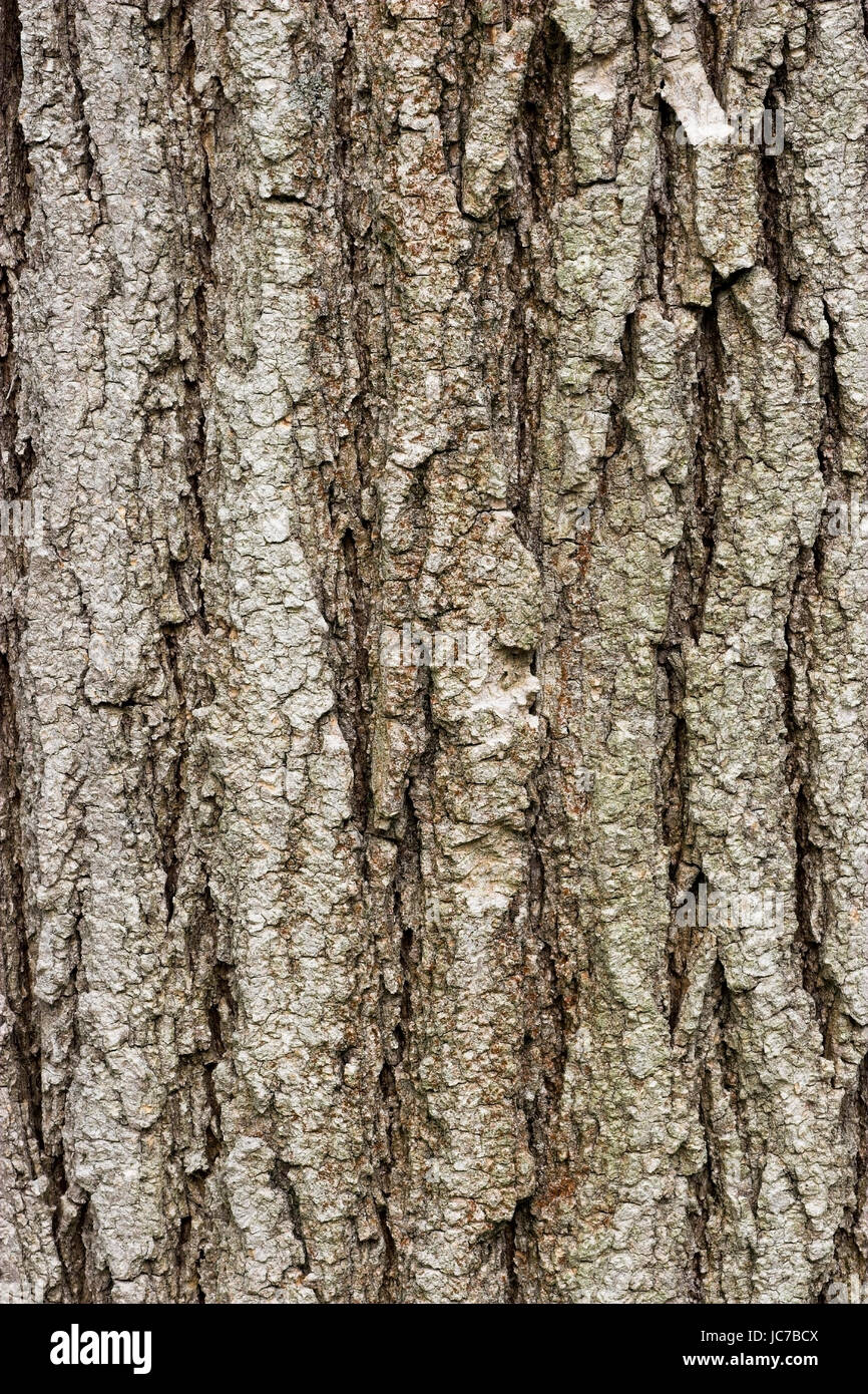 String tree, Sophora japonica, Schnurbaum / Sophora japonica Stock Photo