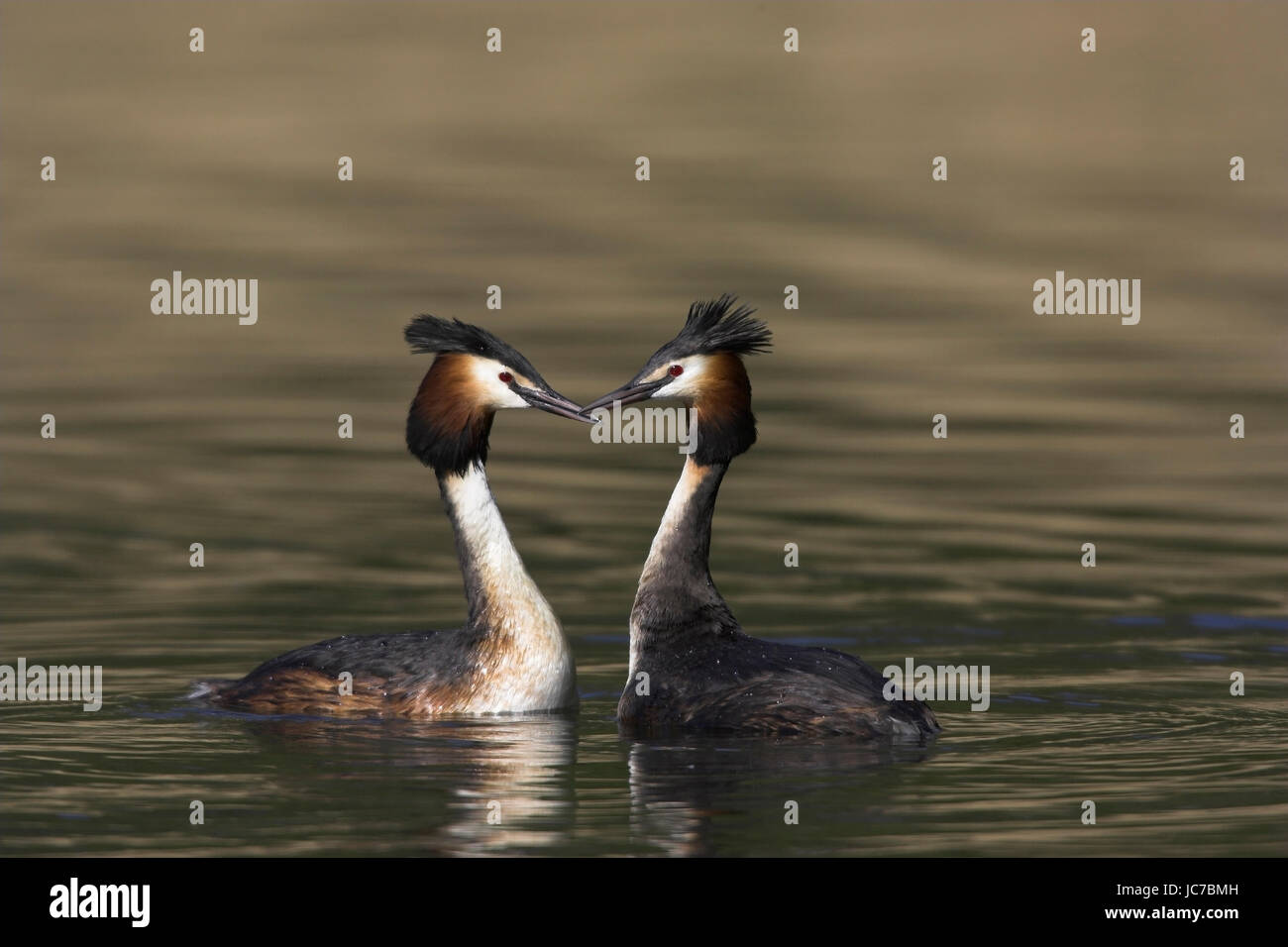 Courtship display, Balz Stock Photo Alamy