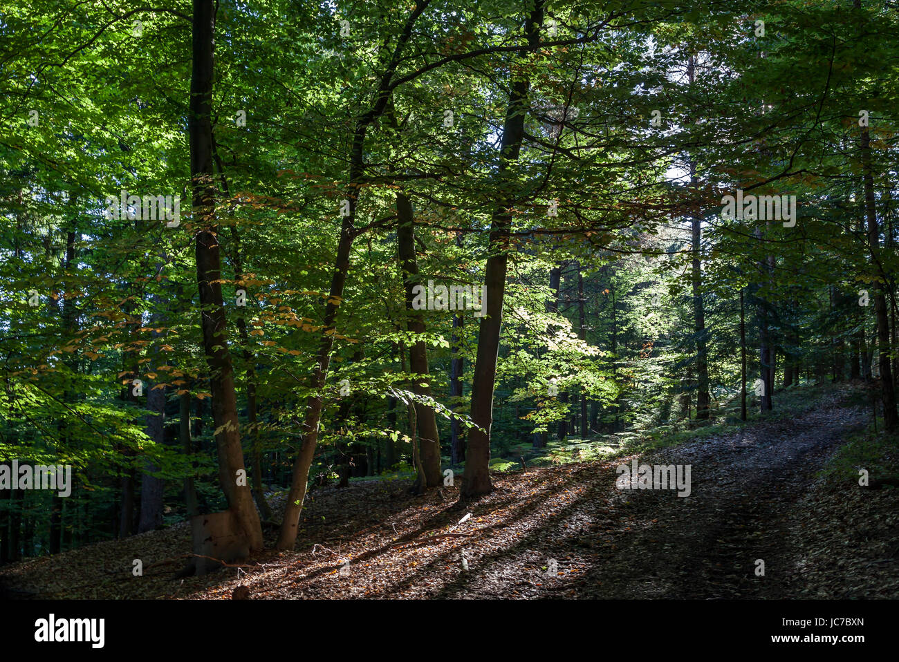 buchenwald in carinthia Stock Photo
