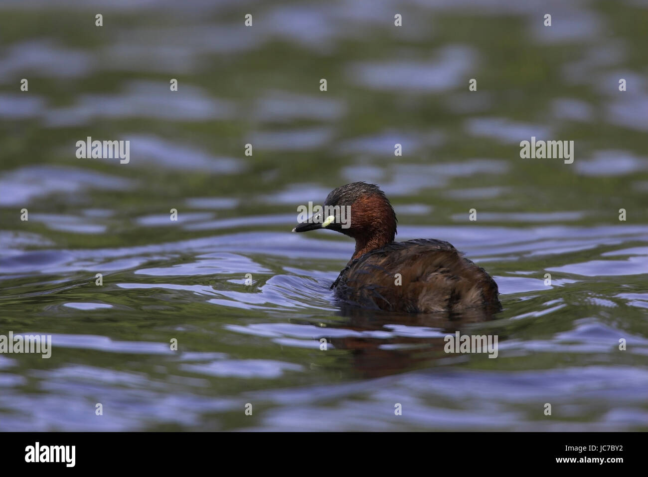 Midget diver, Littel Grebe, Tachybaptus ruficollis , Zwergtaucher / Littel Grebe / Tachybaptus ruficollis Stock Photo