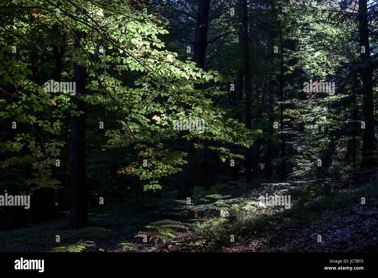 mountain forest Stock Photo