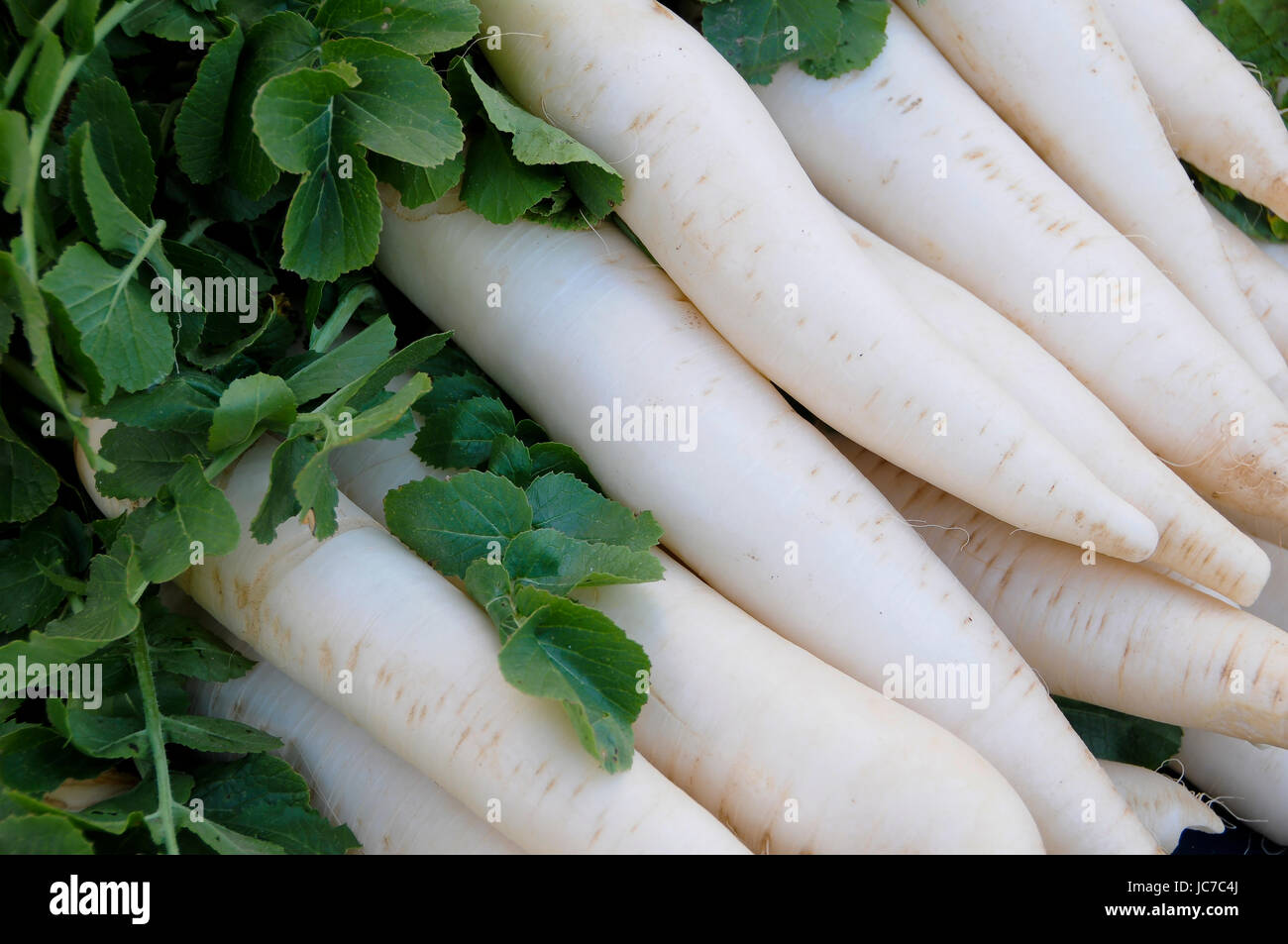 Daikon Radish Stock Photo Alamy