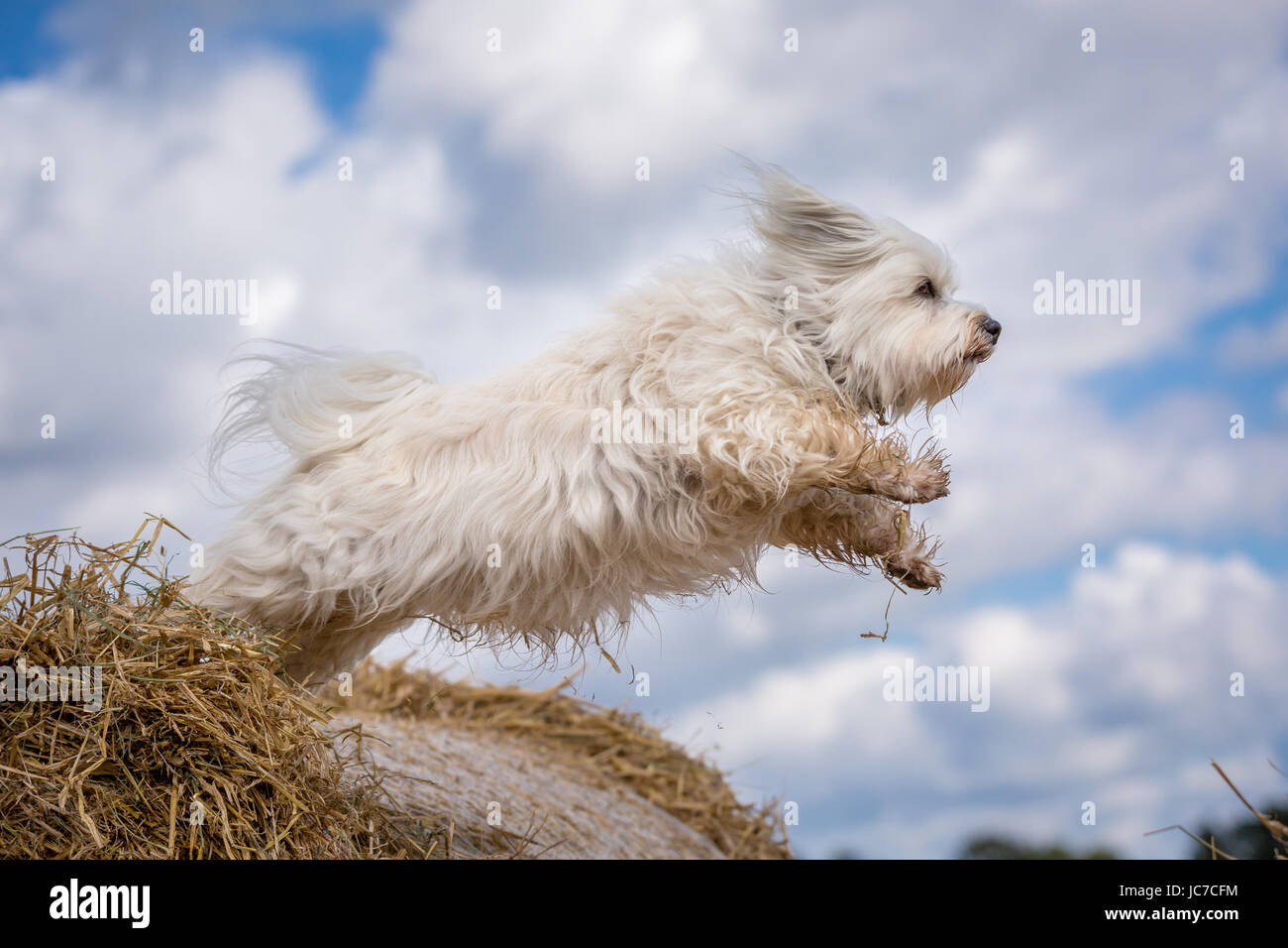 Kleiner weißer Hund hüpft von einem Strohballen zum nächsten. Stock Photo