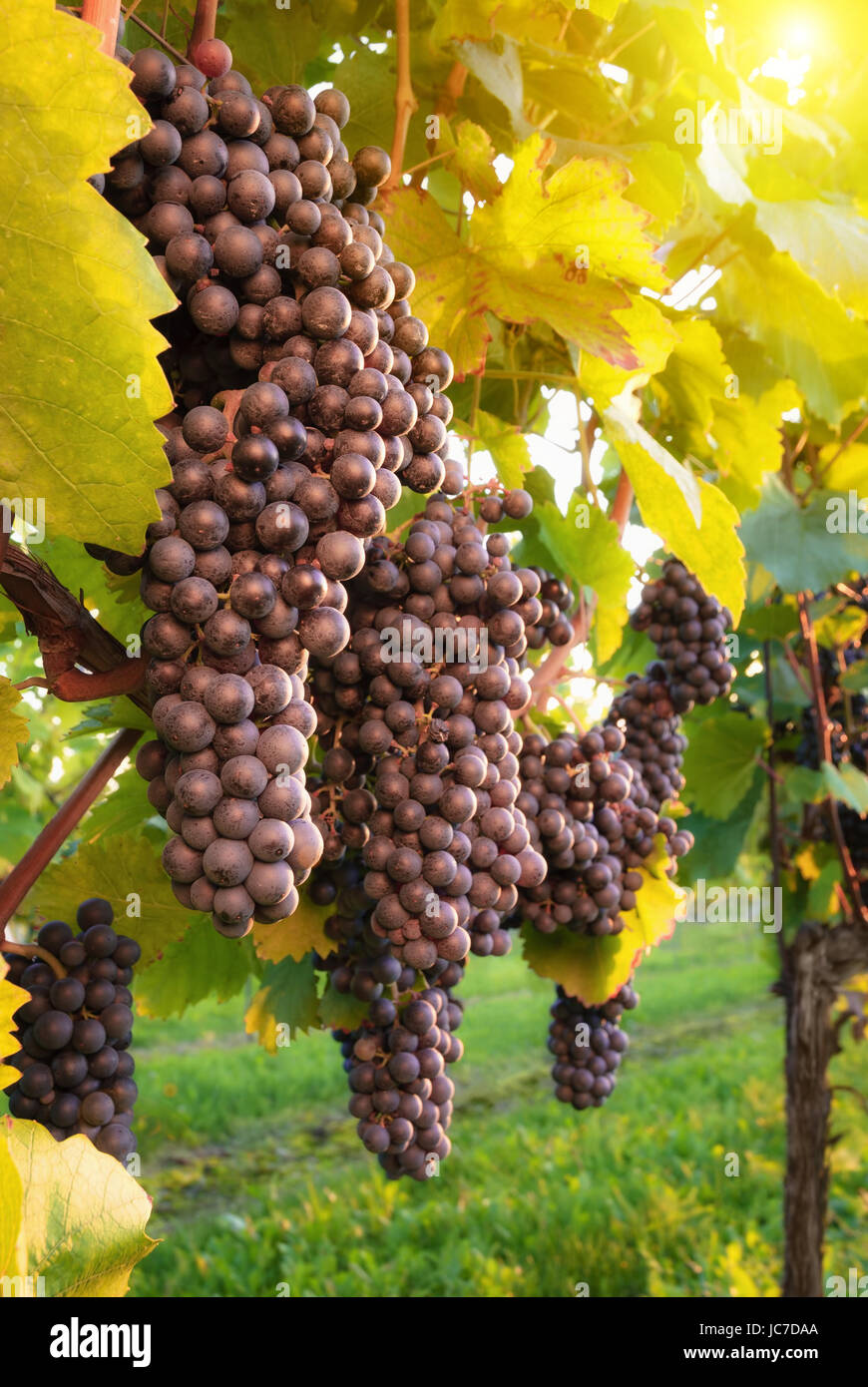 Weinreben Garten Stock Photos Weinreben Garten Stock Images Alamy