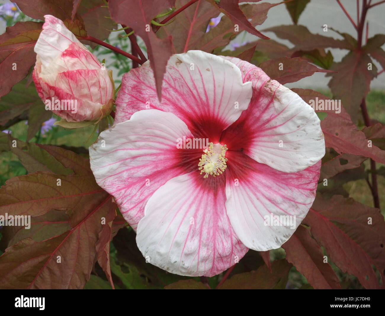 blooming papenburg Stock Photo
